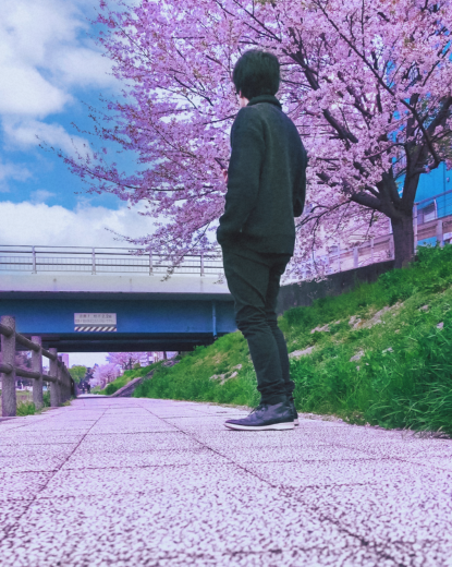 Sakura-no-Japao.png